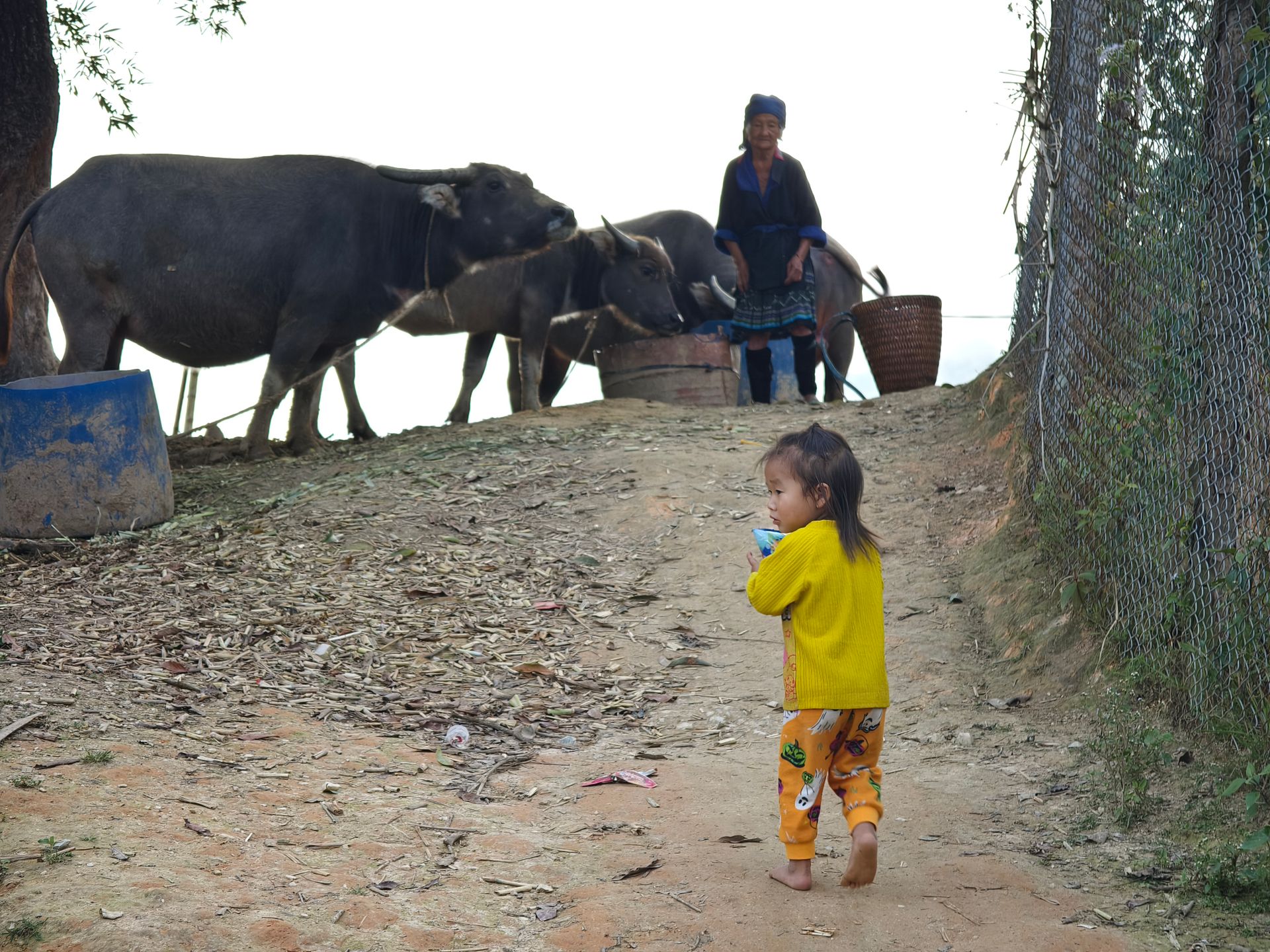 A young child walks along a rural path near buffaloes, accompanied by an elder in a remote village setting.