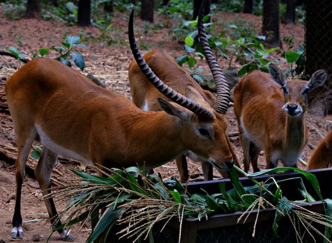 A group of antelopes grazing on lush green foliage in a forest setting.