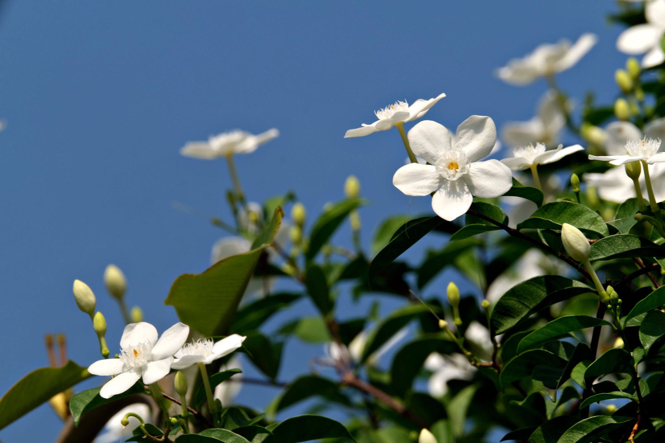 Lindas Flores De Jasmim Branco Contra O Céu Azul · Foto profissional ...