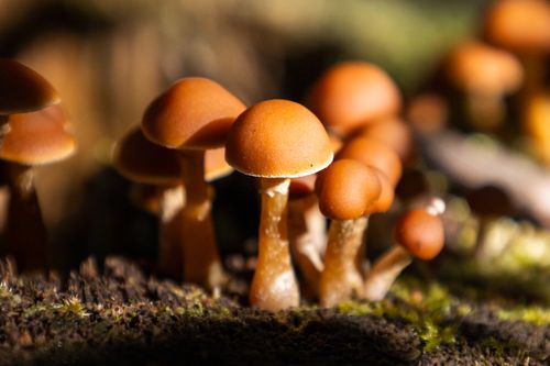 Free Detailed close-up of brown mushrooms growing naturally on forest floor. Stock Photo