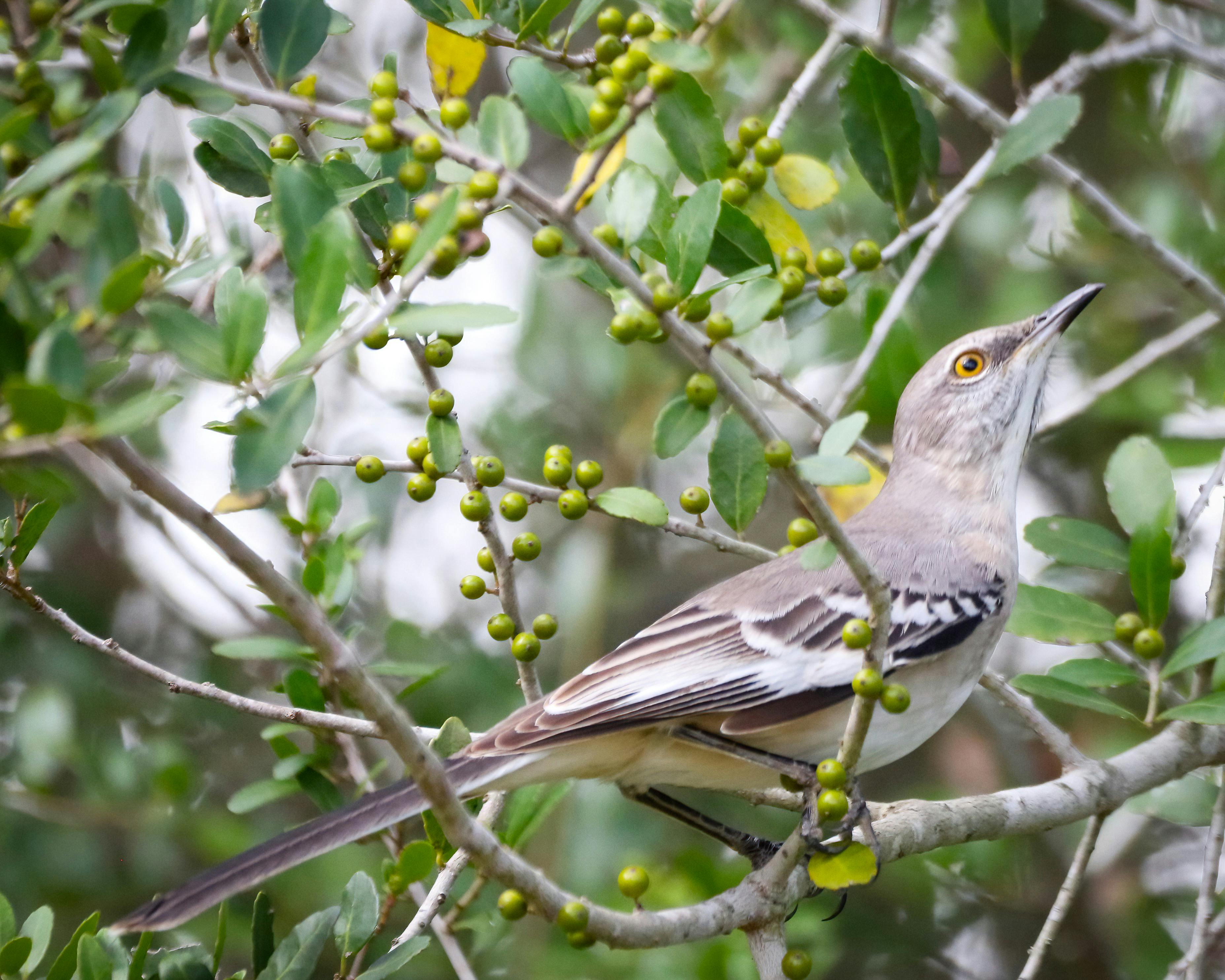 生活：中藥公會攜手消保協會澄清枸杞產品安全無虞