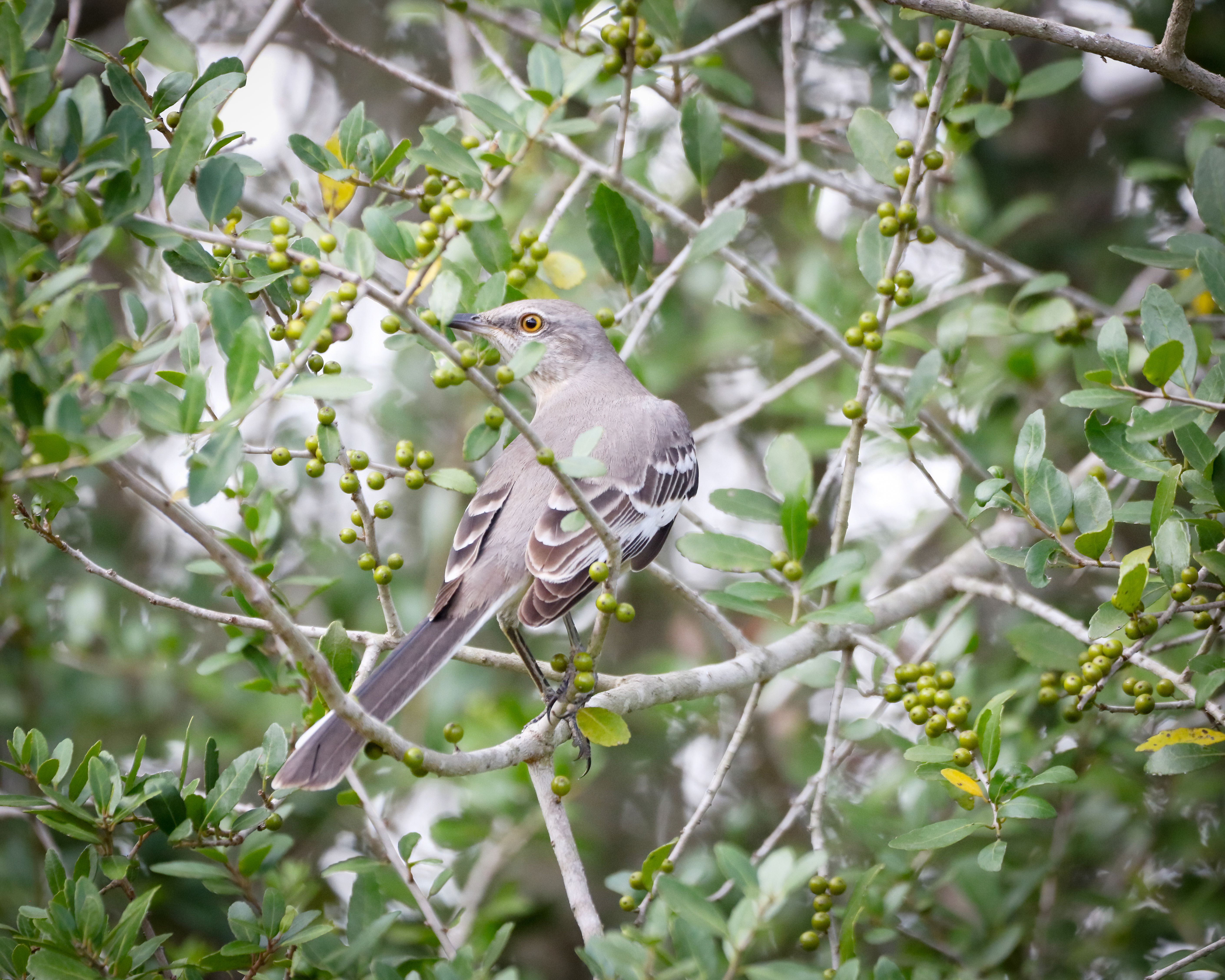 Northern Mockingbird in a Lush Green Tree · Free Stock Photo