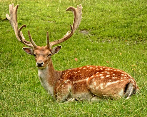 무료 잔디 필드에 누워 갈색 사슴 스톡 사진
