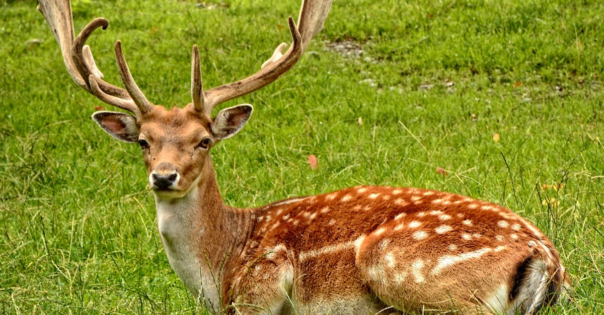 Photos De Studio Professionnelles D'Automobiles