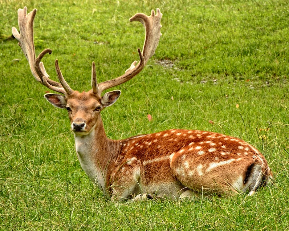 бесплатная Коричневый олень, лежащий на траве поля Стоковое фото