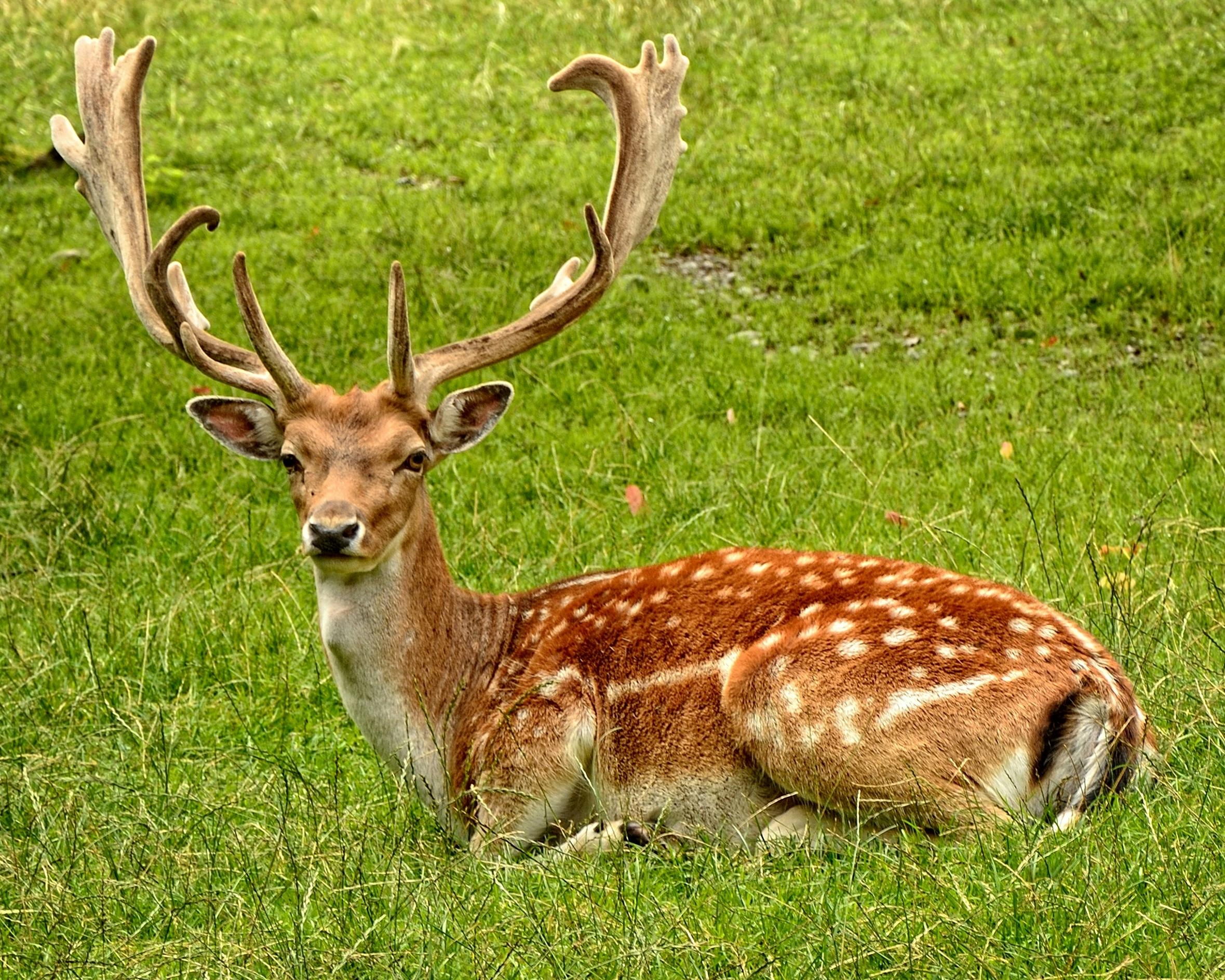 2,000+ Best Deer Photos · 100% Free Download · Pexels Stock Photos