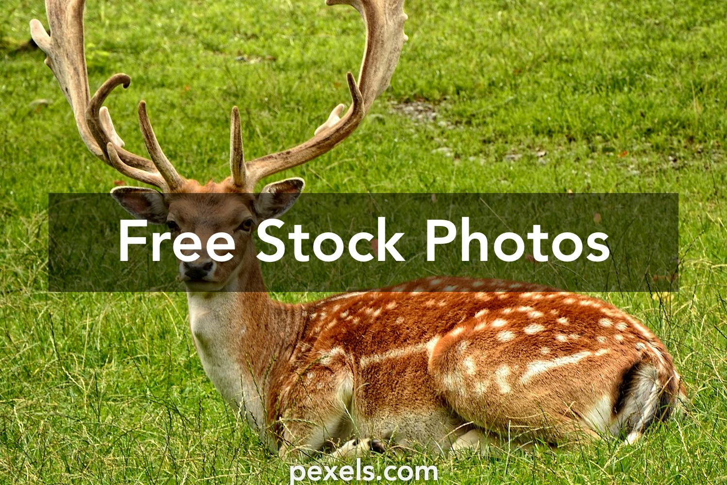 2,000+ Best Deer Photos · 100% Free Download · Pexels Stock ...