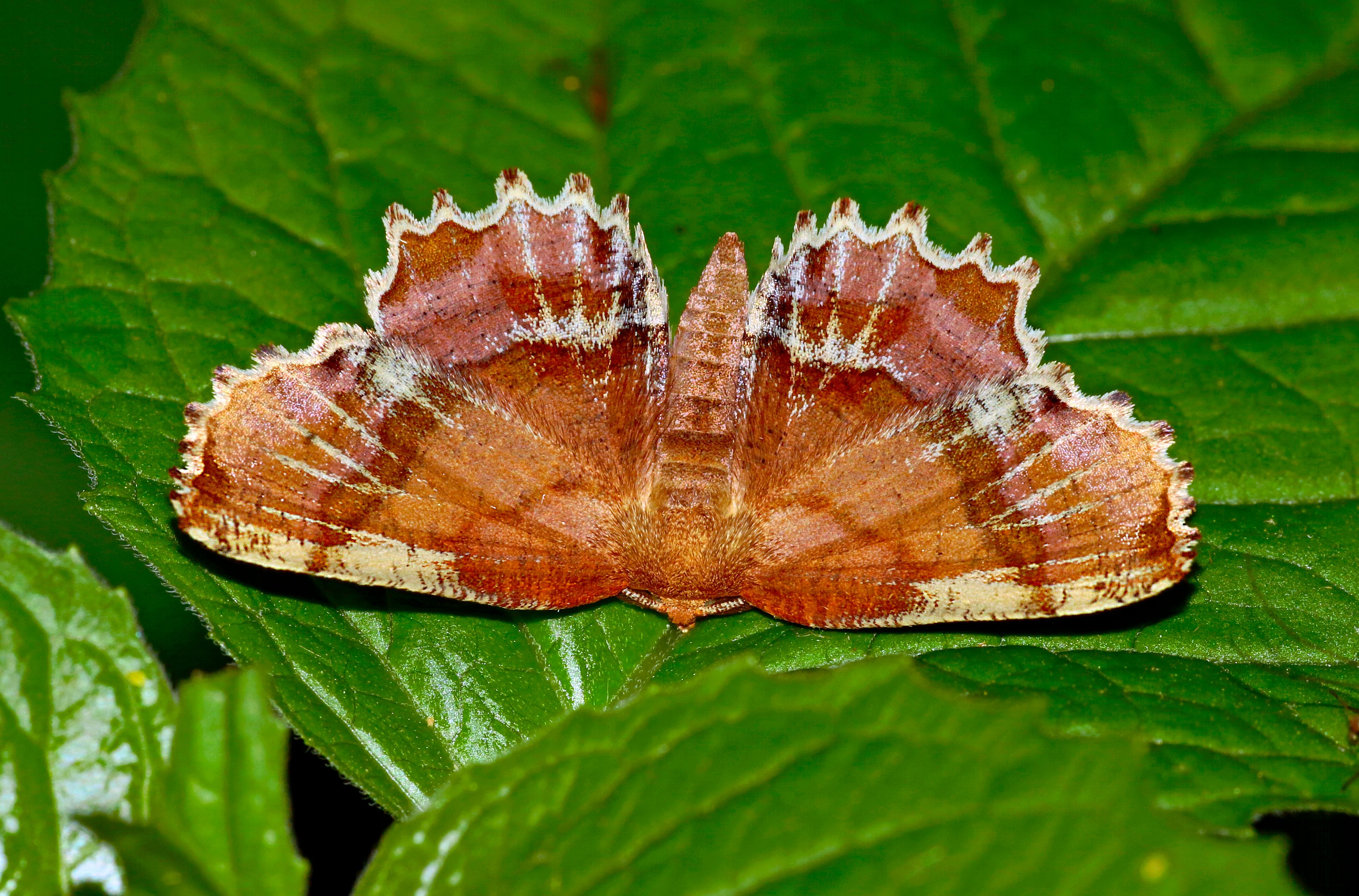 Beautiful Moth Resting on Green Leaves · Free Stock Photo