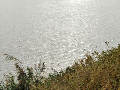 Free Peaceful lakeside view with gentle ripples and lush plant life creating a tranquil atmosphere. Stock Photo