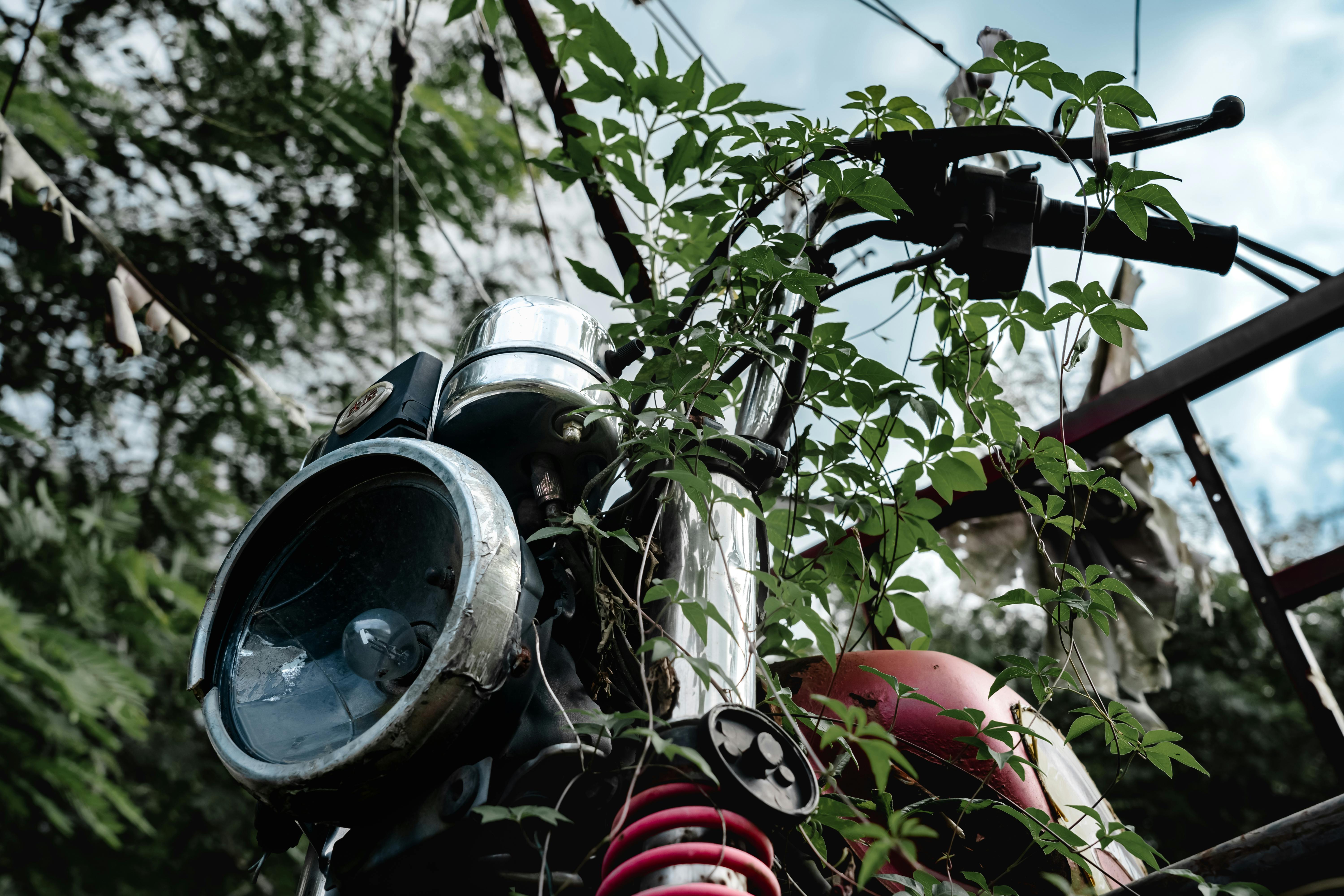 An abandoned motorcycle entangled with green vines, creating a rustic charm in an outdoor setting.