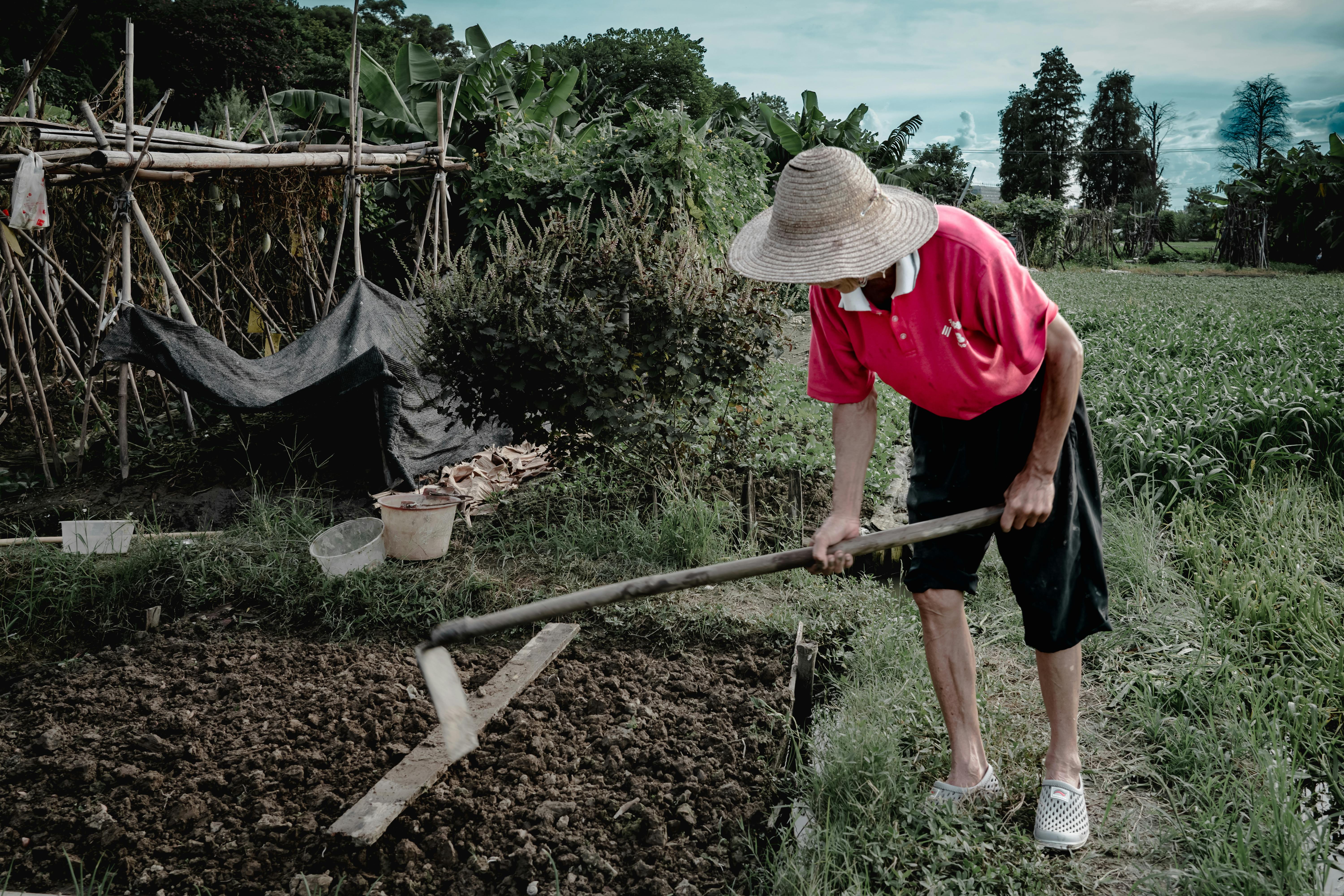 Free Elderly man farming with a hoe in a rural field in Guangzhou, China. Stock Photo