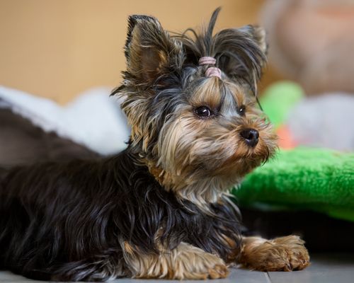 Free Charming Yorkshire Terrier puppy resting indoors with a top knot and fluffy fur. Stock Photo