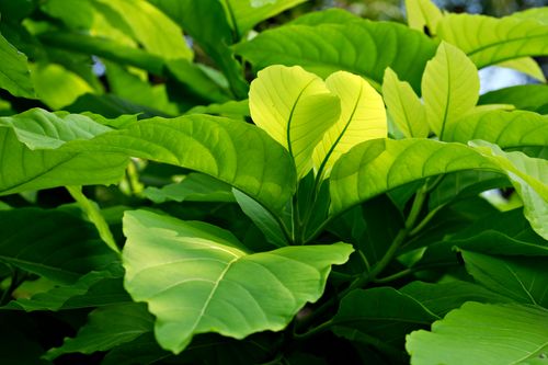 Free Vibrant green leaves illuminated by sunlight, showcasing nature's beauty. Stock Photo