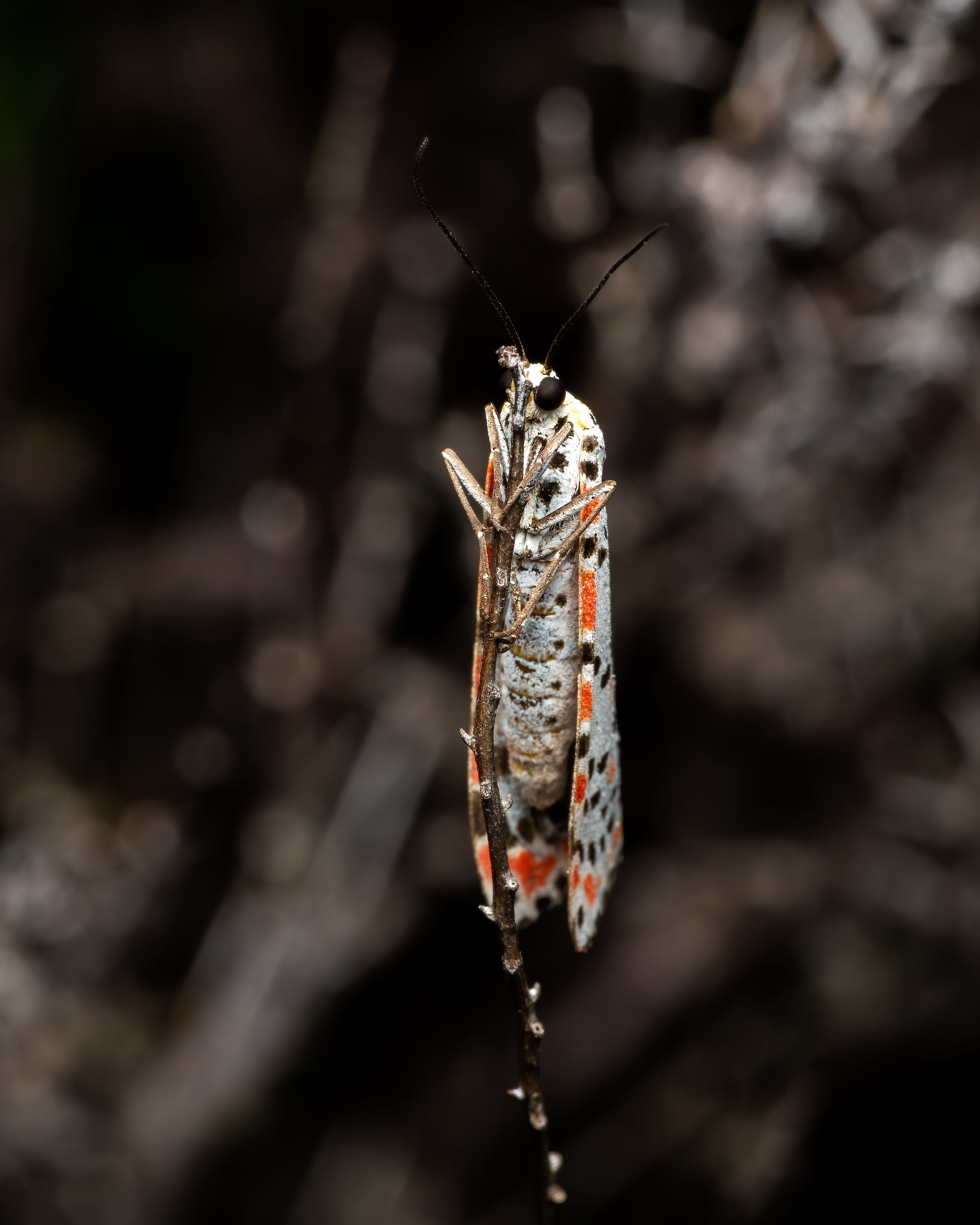 Fotomural Una vibrante polilla Utetheisa pulchella posada en una rama, capturada en Valencia, España, por la noche.