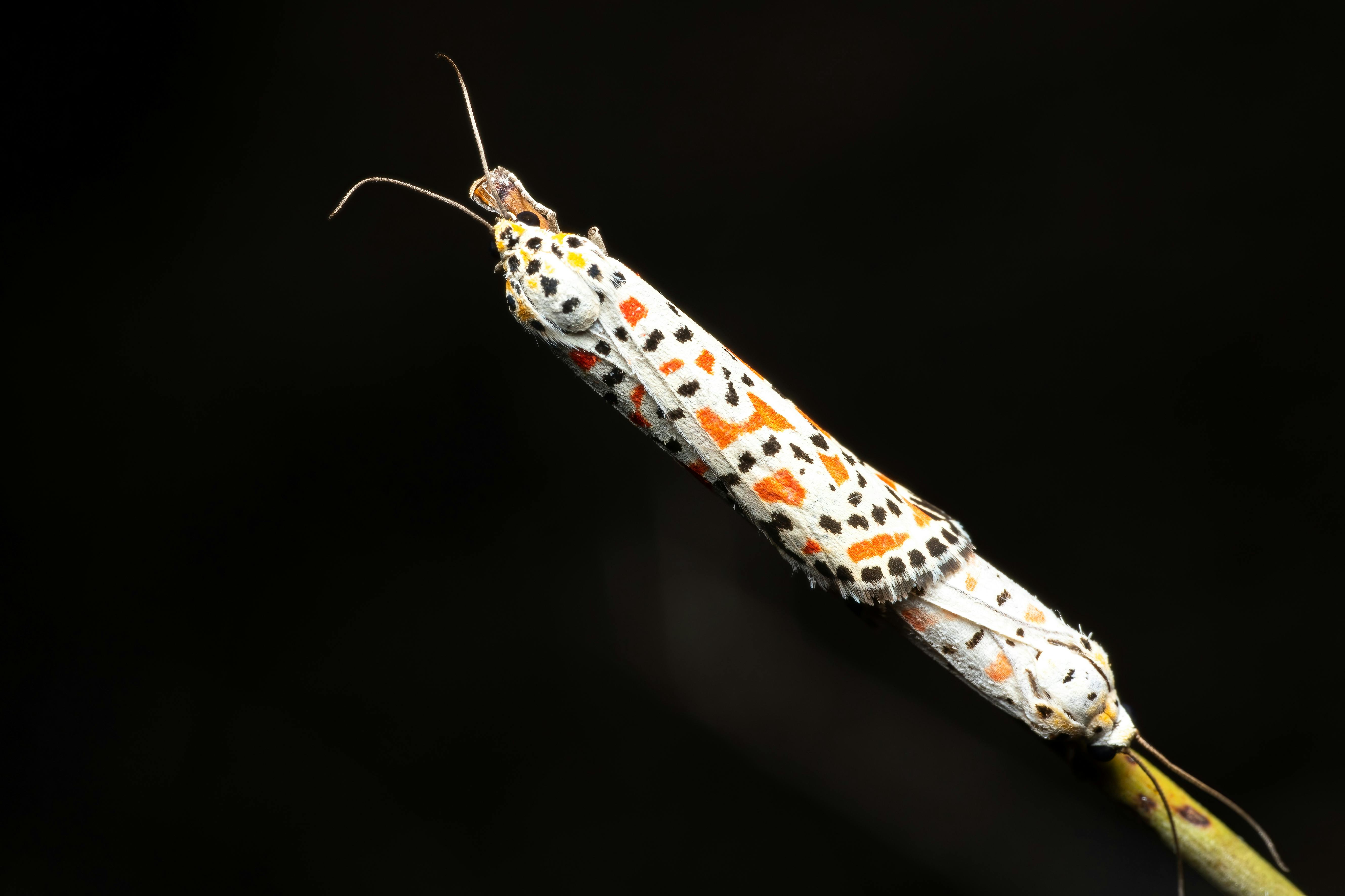 Close‑up of a vivid moth with speckled wings