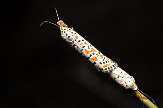 Close-up of a vivid Utetheisa pulchella moth in Valencia, showcasing its colorful patterns.