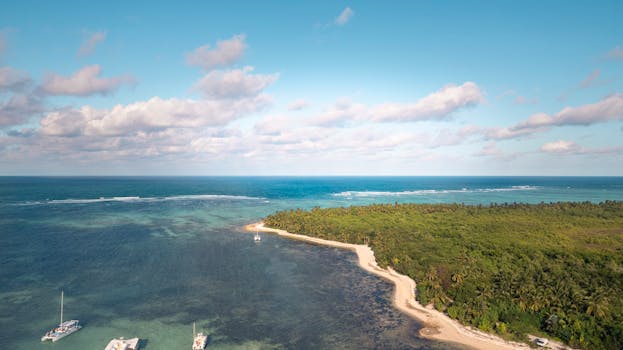 空中海滩，树木茂密，狗丛生