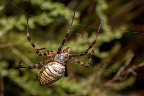 Free Detailed macro shot of an Argiope lobata spider on its web in Valencia. Stock Photo