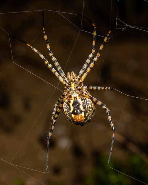 Free Detailed shot of an Argiope Lobata spider on its intricate web, showcasing its unique pattern. Stock Photo