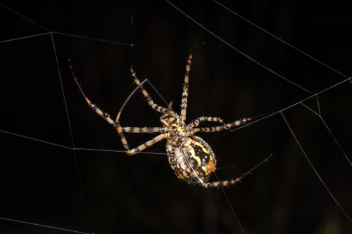 Free Close-up of Argiope lobata spider on web in dark background, Valencia. Stock Photo