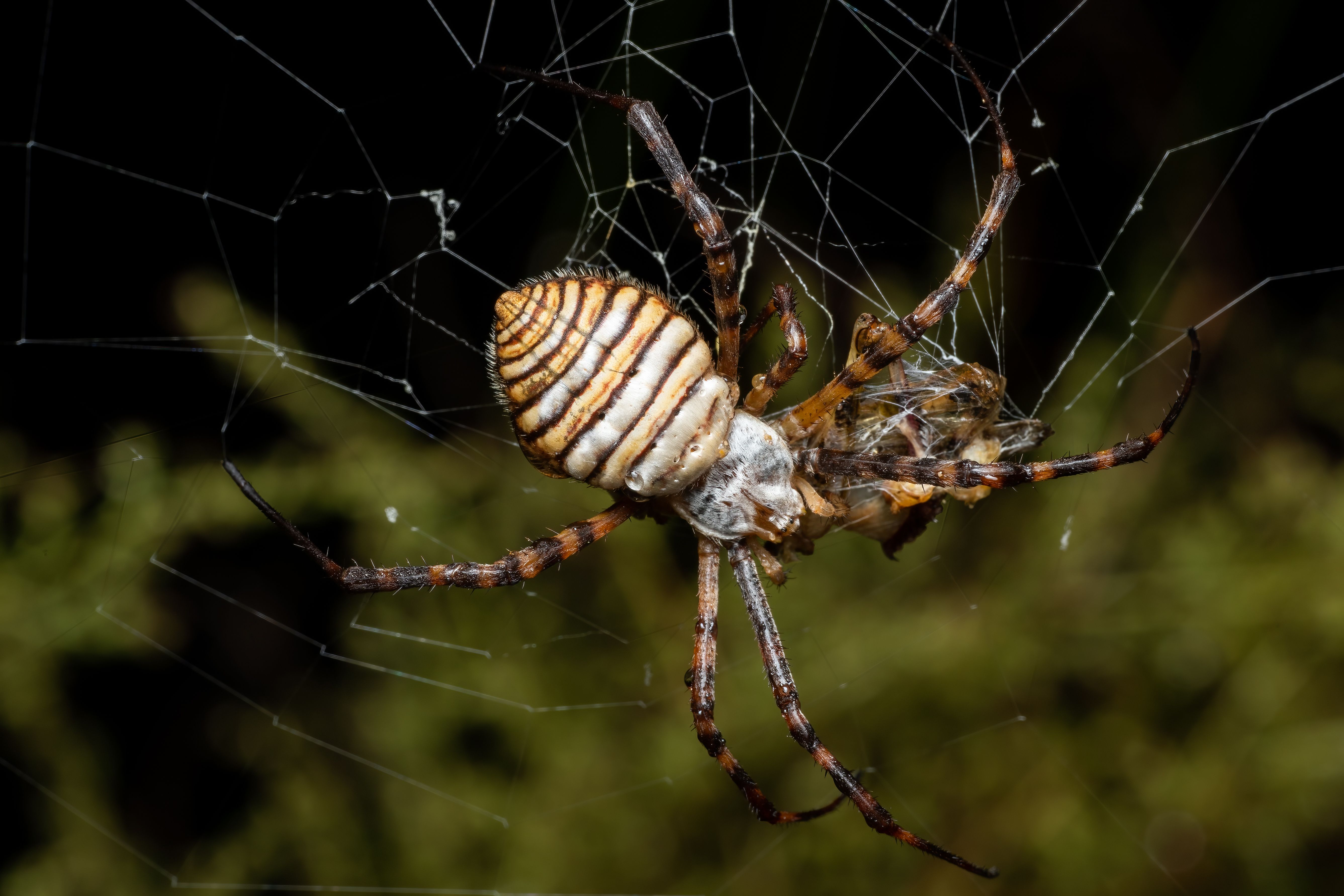 Fotomural Fotografía macro detallada de la araña Argiope lobata en su tela en Valencia, España.