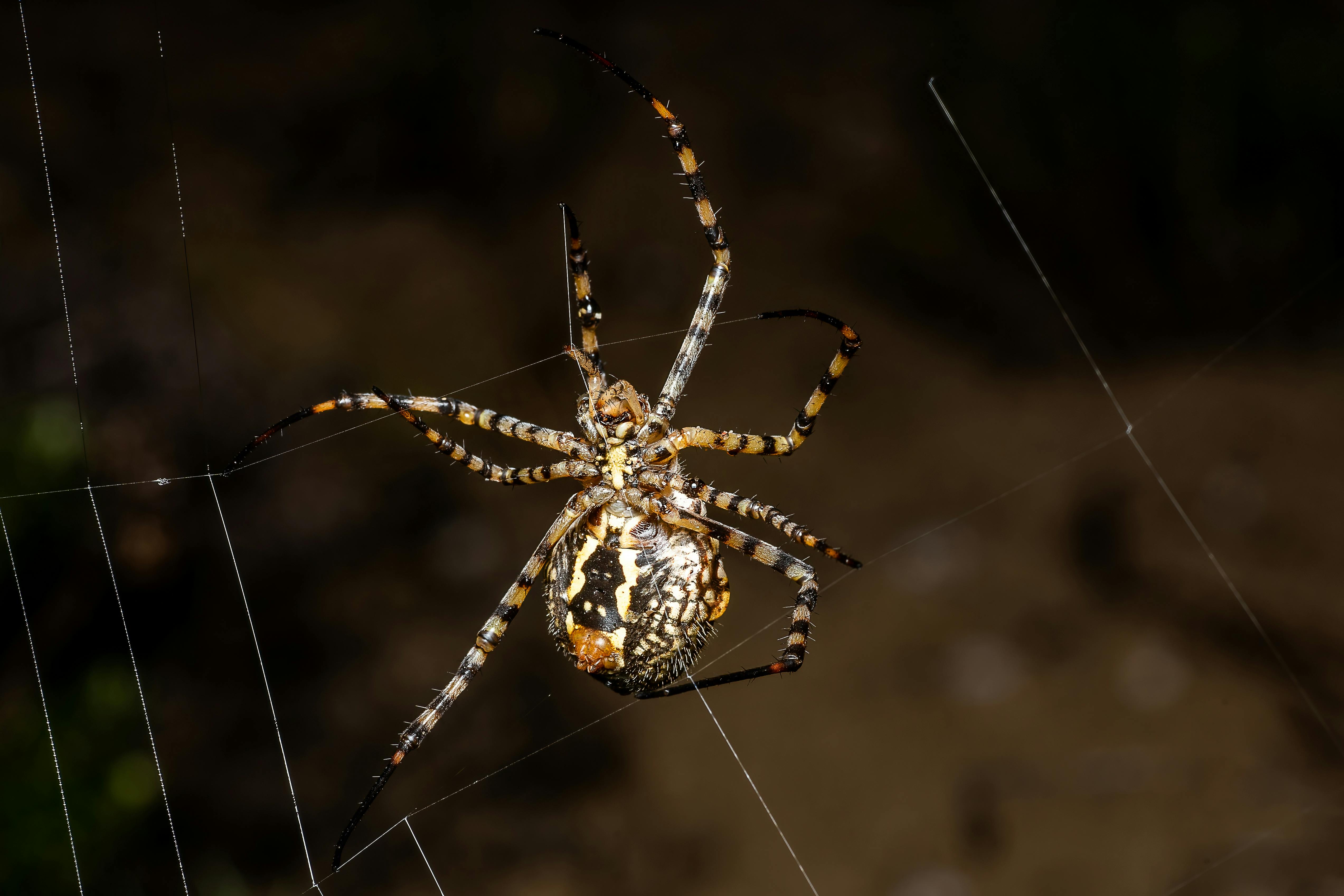 A spider perched on a wooden surface