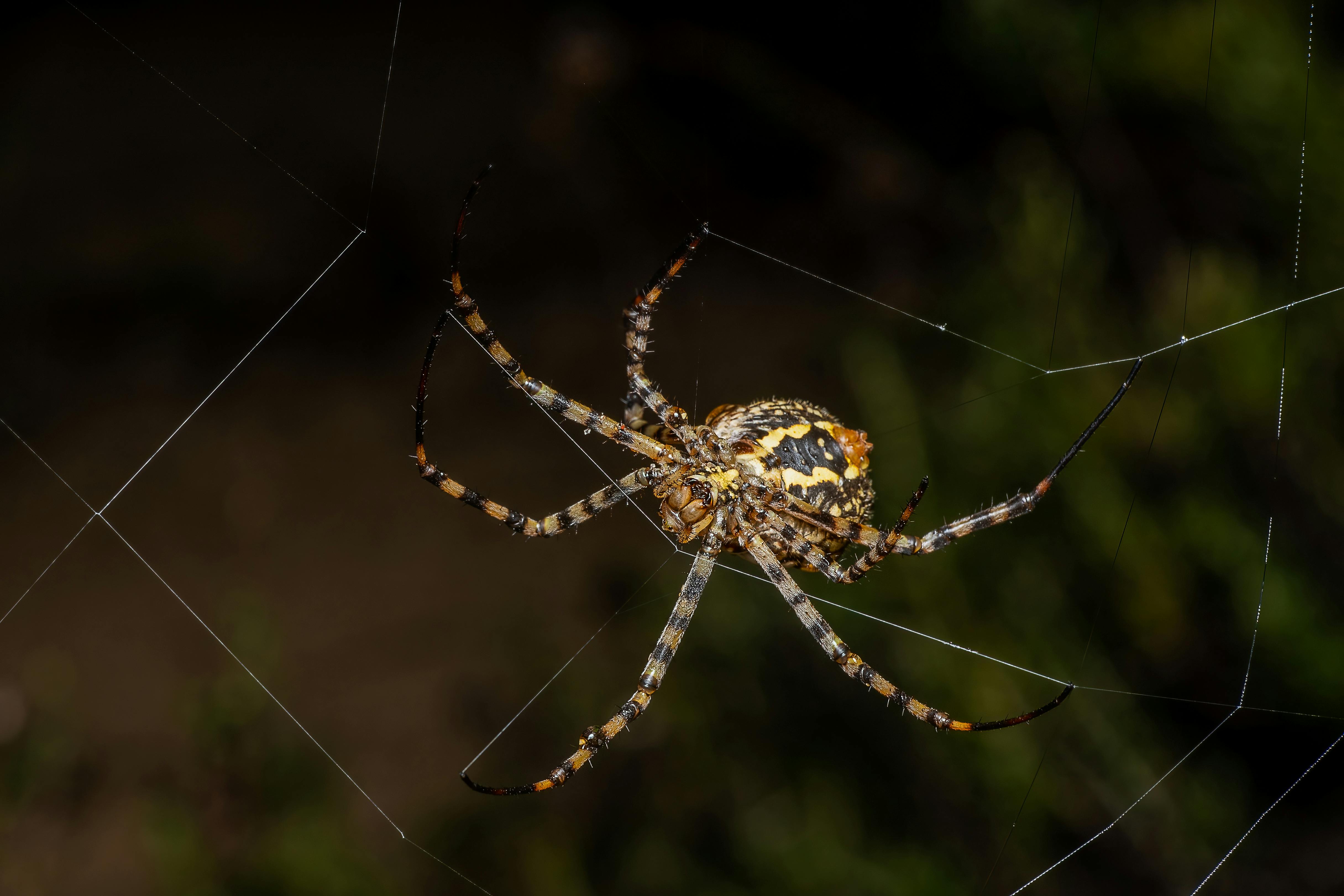 Detailed macro shot of an Argiope lobata spider on its web in Valencia, Spain.