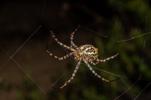 Free Detailed macro shot of an Argiope lobata spider on its web in Valencia, Spain. Stock Photo