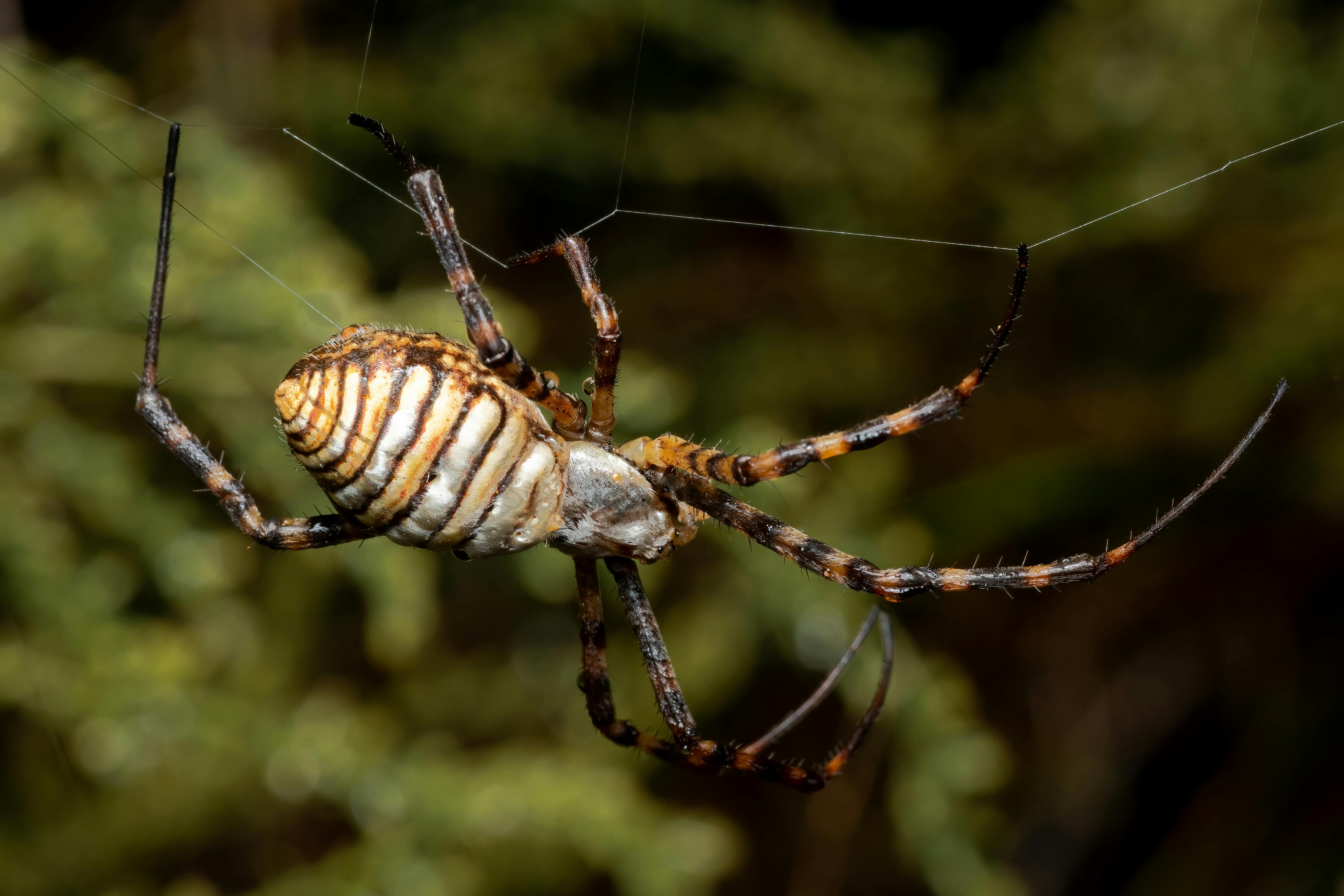 How much does spider control cost in Sugar Hill, Georgia? 2 Spider control cost Sugar Hill
