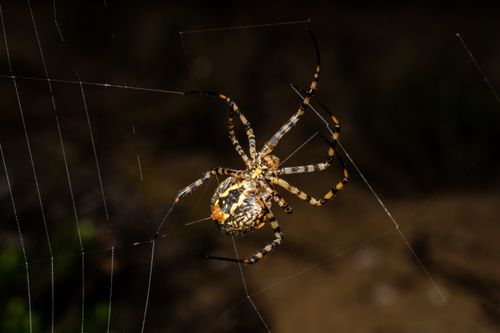 Free Detailed capture of an Argiope lobata spider in its web, showcasing vibrant patterns. Stock Photo