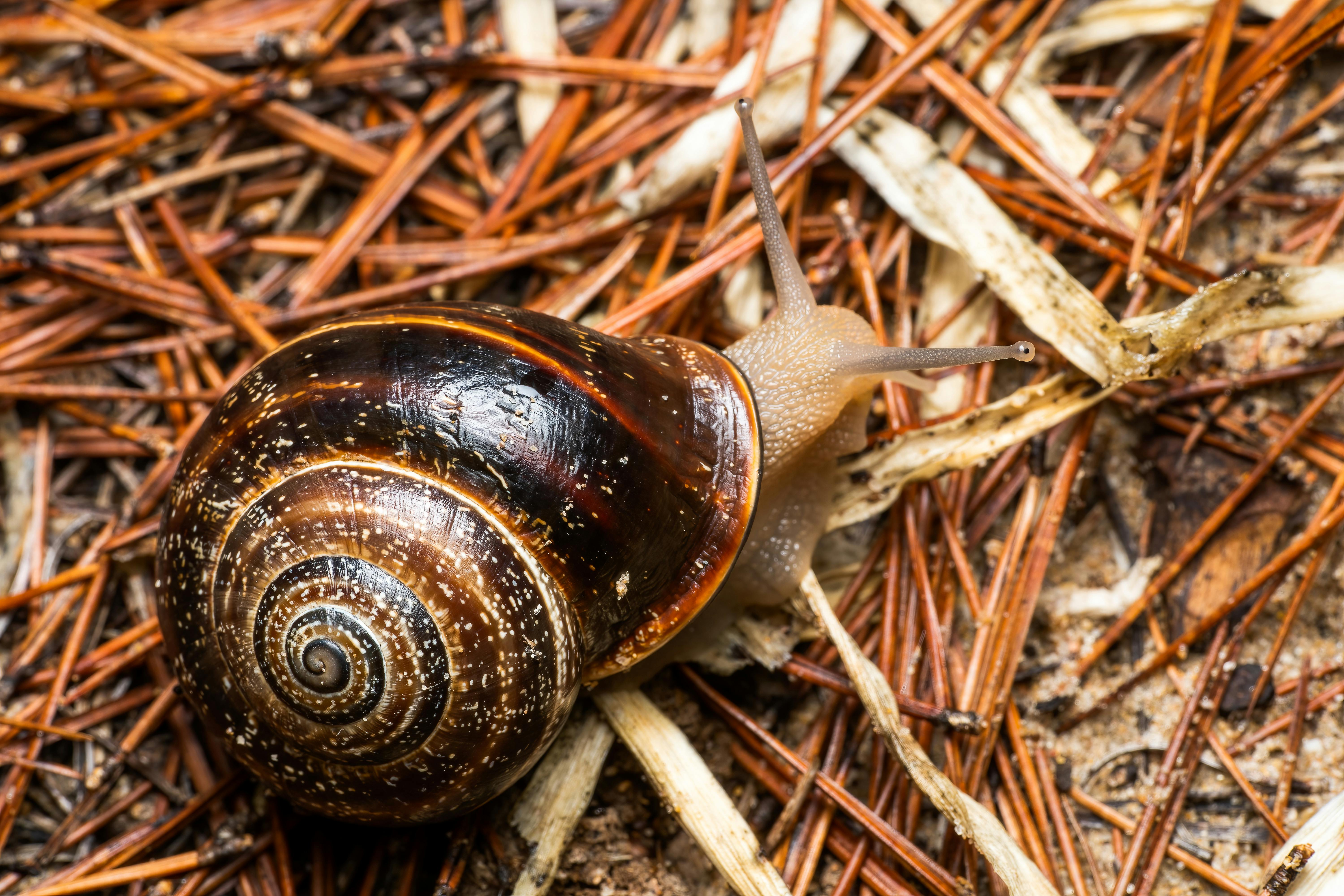 snail mucin benefits for skin is it worth it