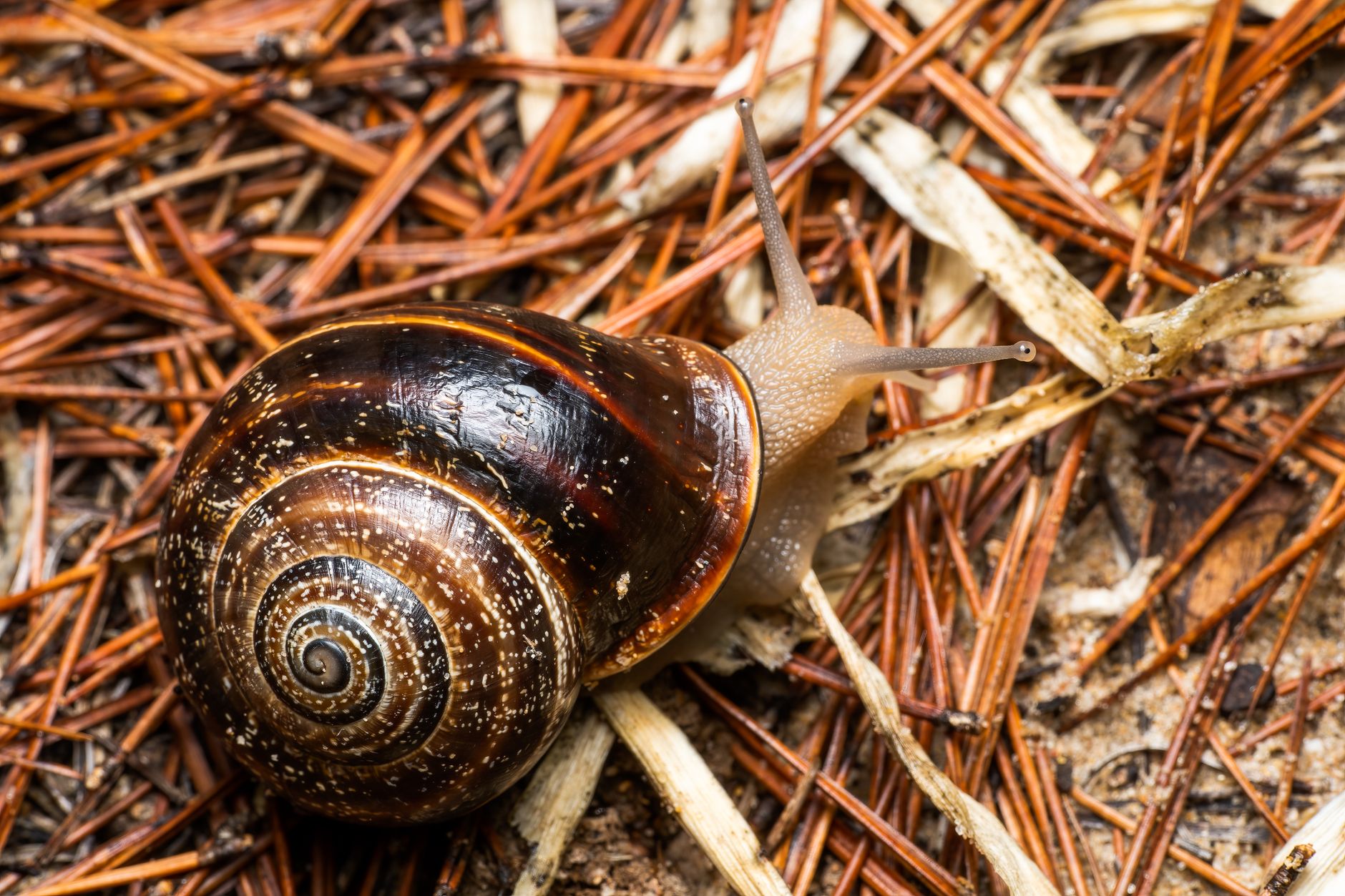 snail mucin benefits for skin is it worth it