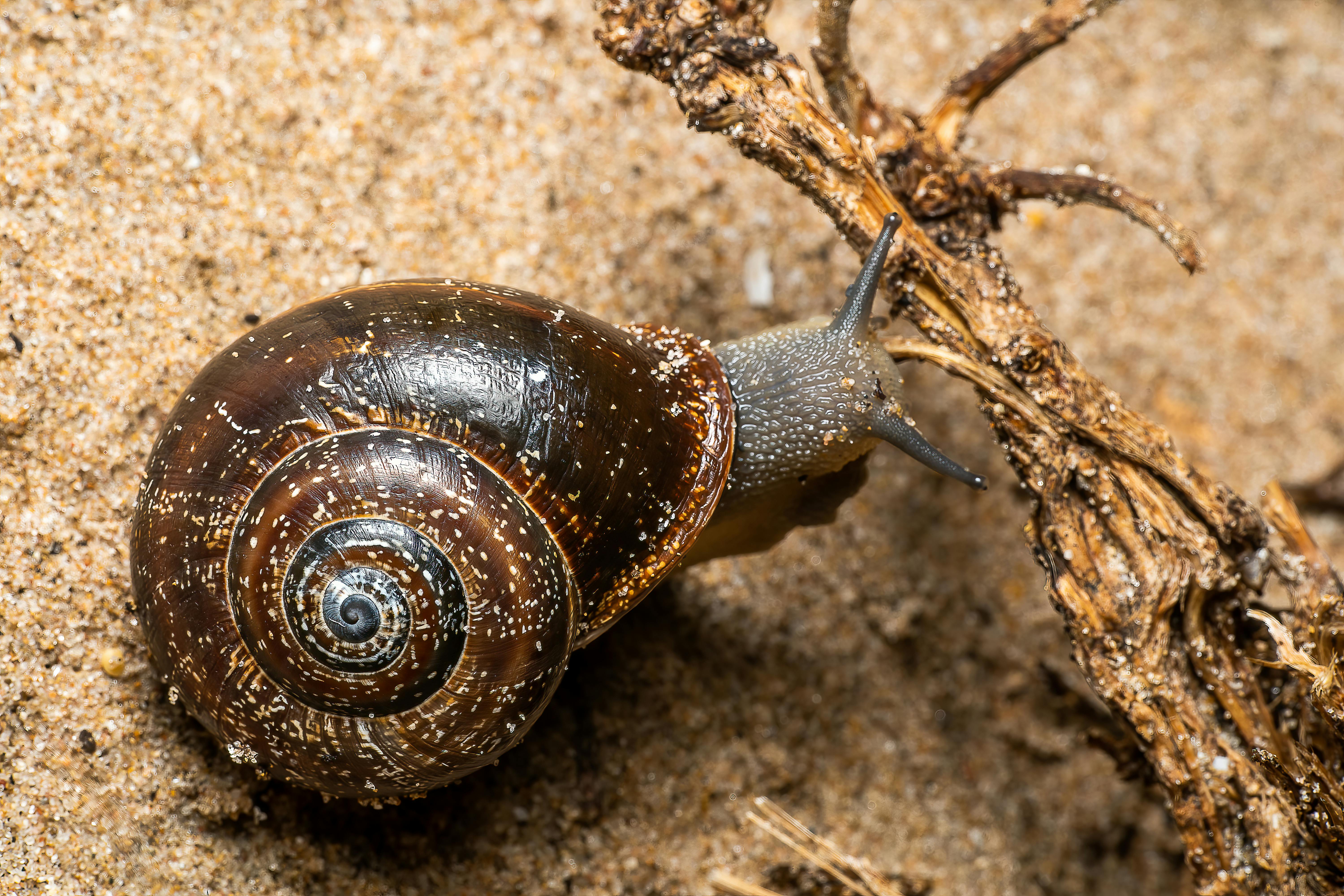 在西班牙瓦伦西亚，拍摄了一只蜗牛的特写镜头，其外壳细节清晰可见