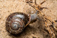 在西班牙瓦伦西亚，拍摄了一只蜗牛的特写镜头，其外壳细节清晰可见