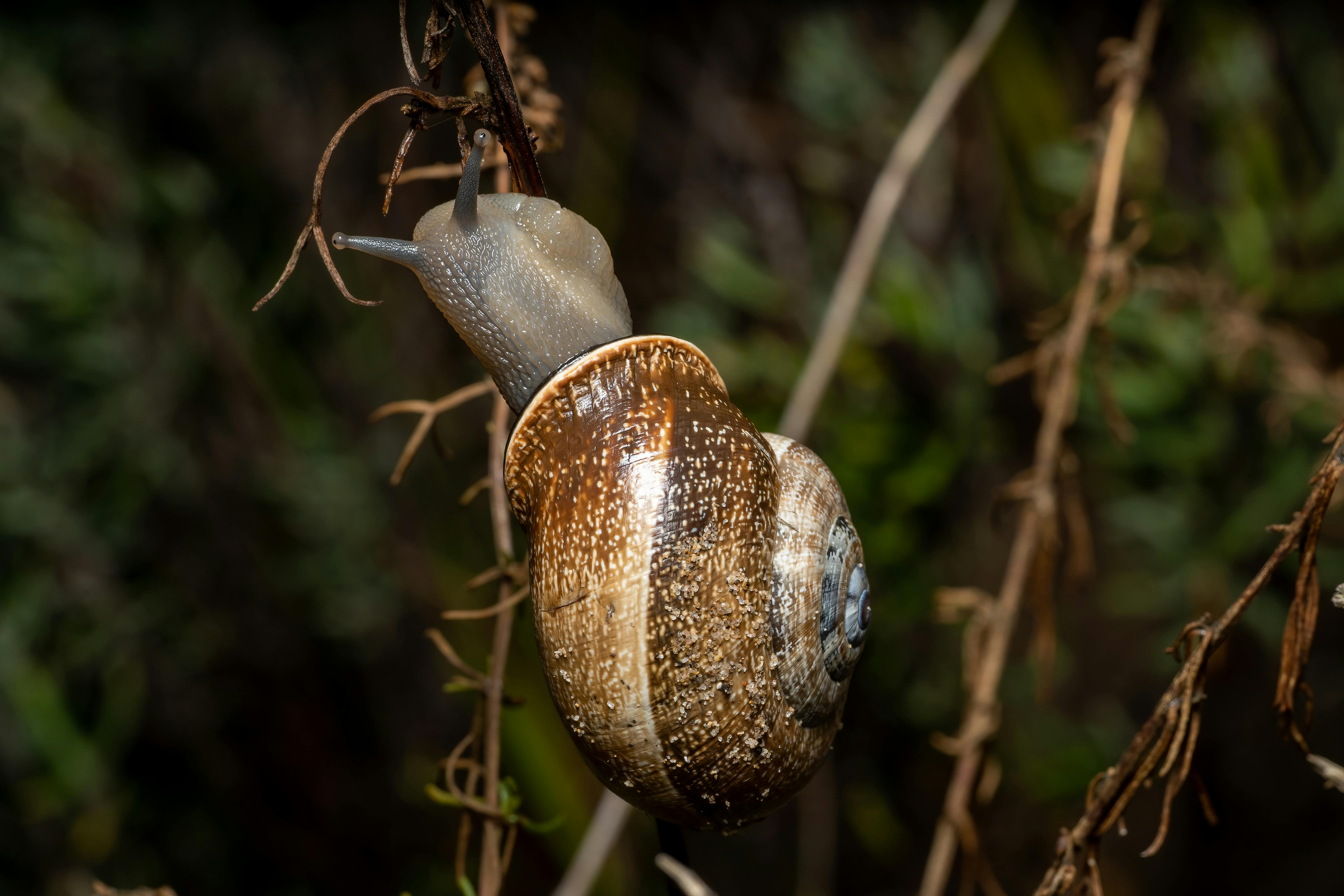 Gestión Ecológica de Gasterópodos Perjudiciales en Huertas y Jardines