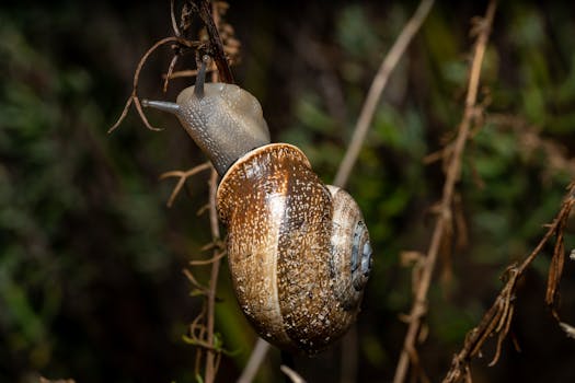 Detailed macro shot of a snail on a branch in Valencia, showcasing its intricate shell patterns.