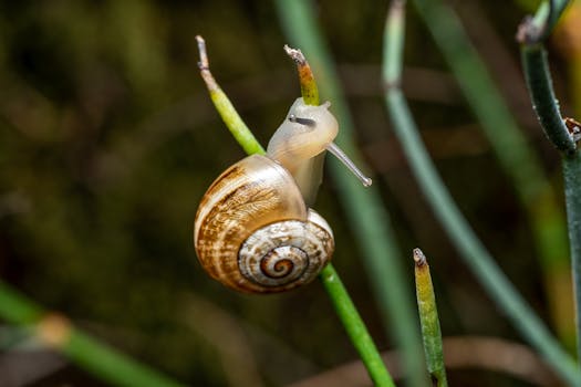 Macro shot of a snail perched on green stems, taken in Valencia.