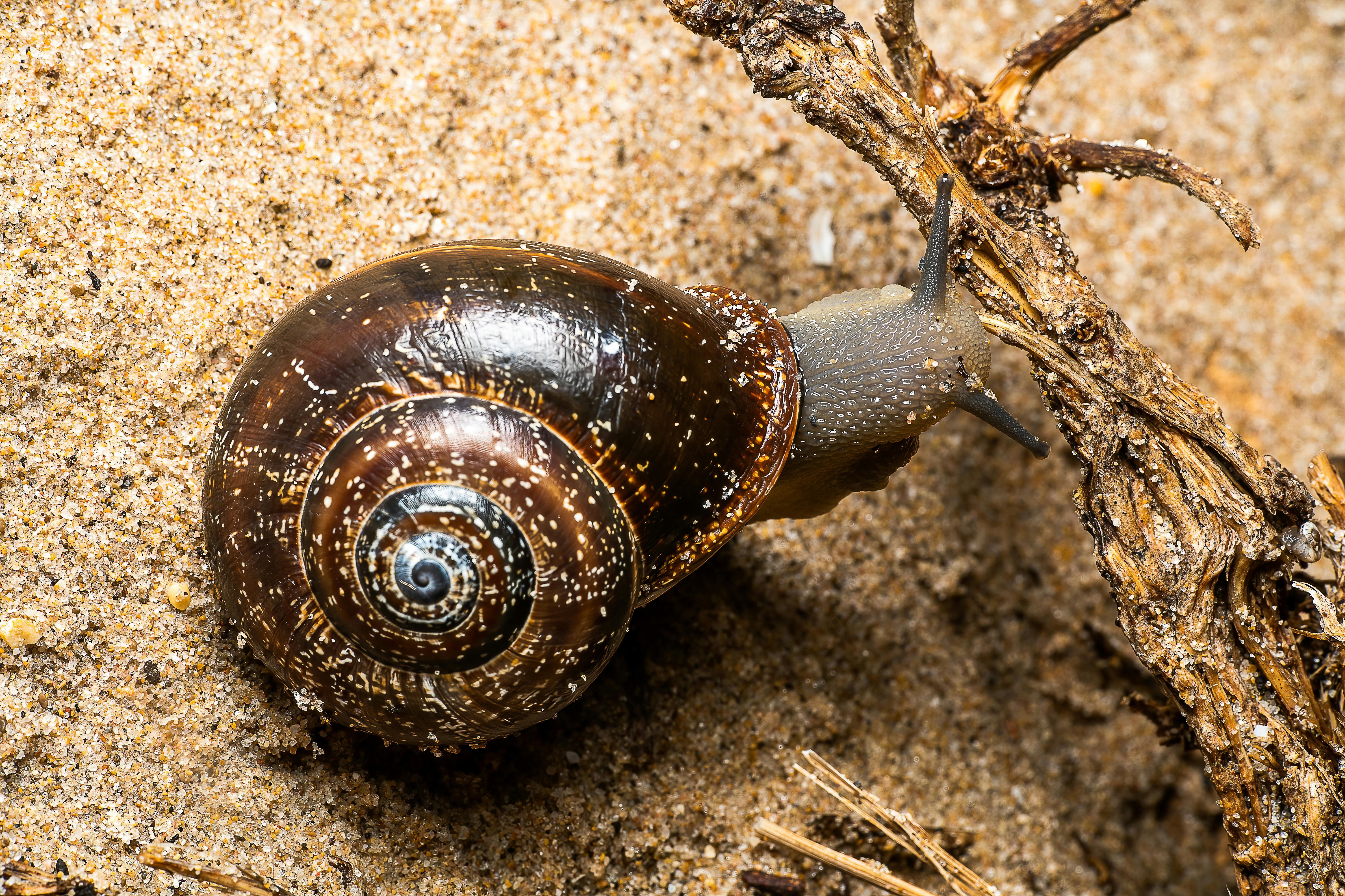 Close-up of a brown snail on sandy ground in Valencia, perfect for nature concepts.