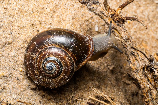 Close-up of a brown snail on sandy ground in Valencia, perfect for nature concepts.