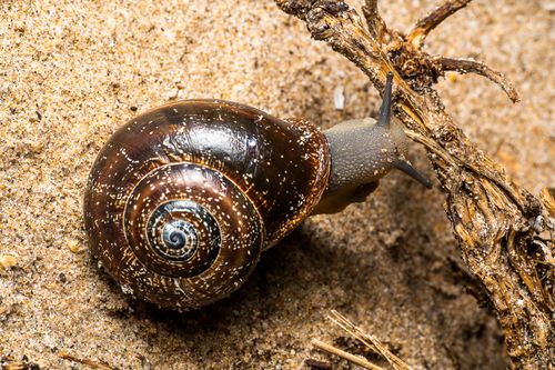 Free Close-up of a brown snail on sandy ground in Valencia, perfect for nature concepts. Stock Photo