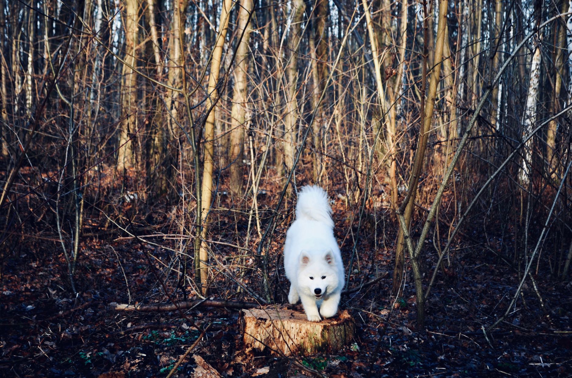 A Samoyed dog on a tree stump in a serene Ukrainian winter forest.