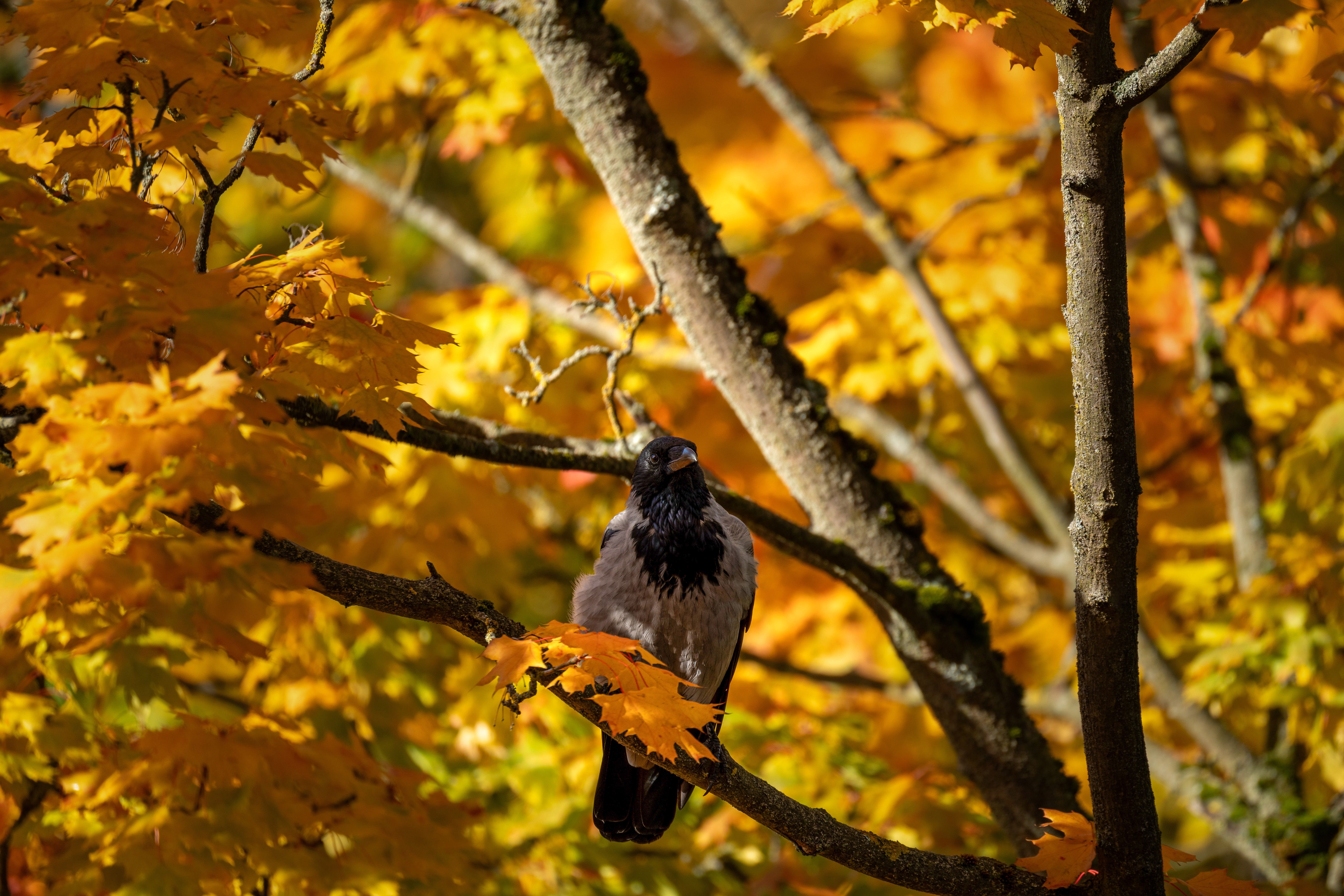 Crow Perching Amidst Vibrant Autumn Foliage · Free Stock Photo