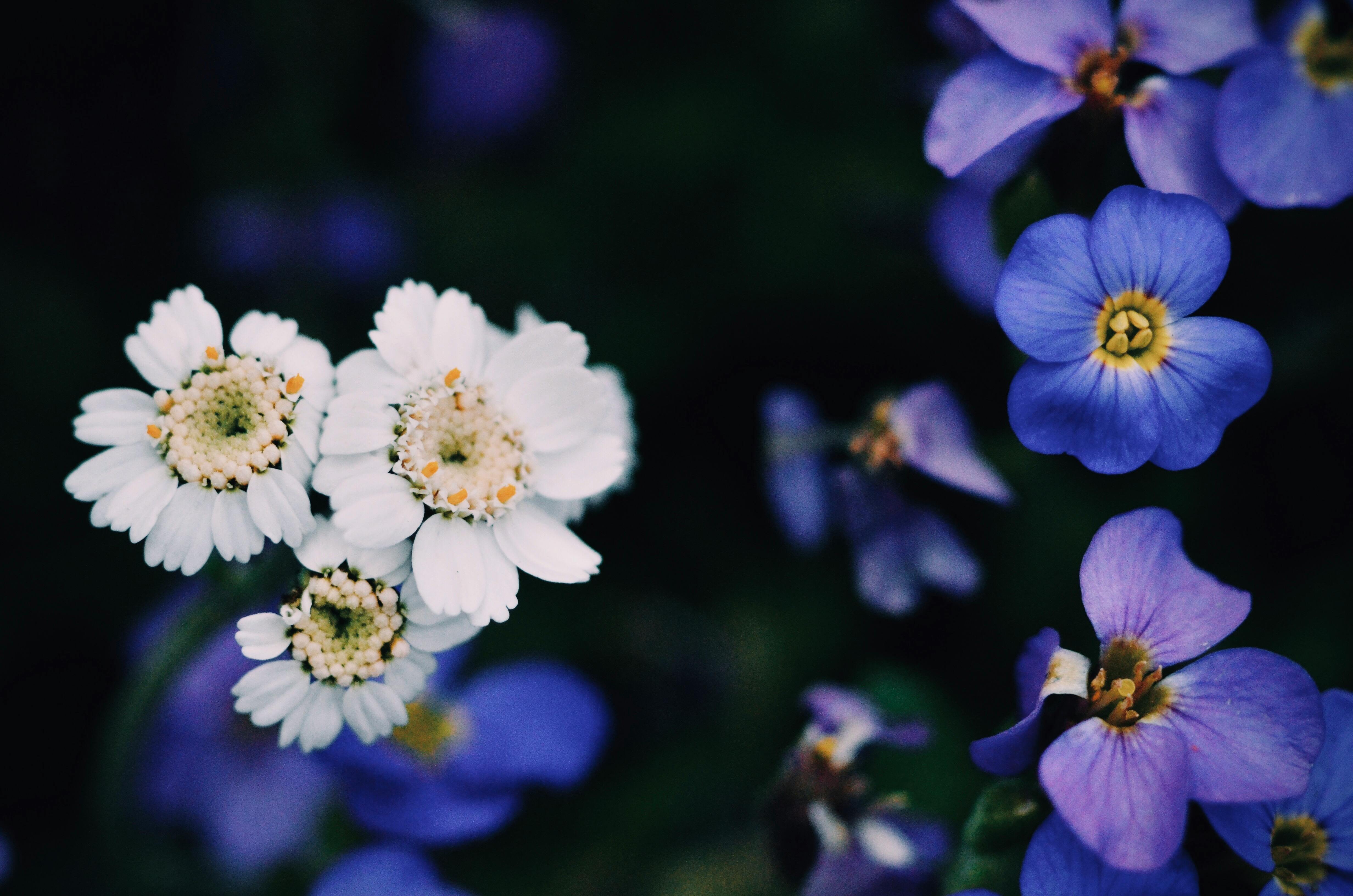 [ColoSach]-stunning-white-and-purple-flowers-in-a-lush-garden-setting-in-ukraine.