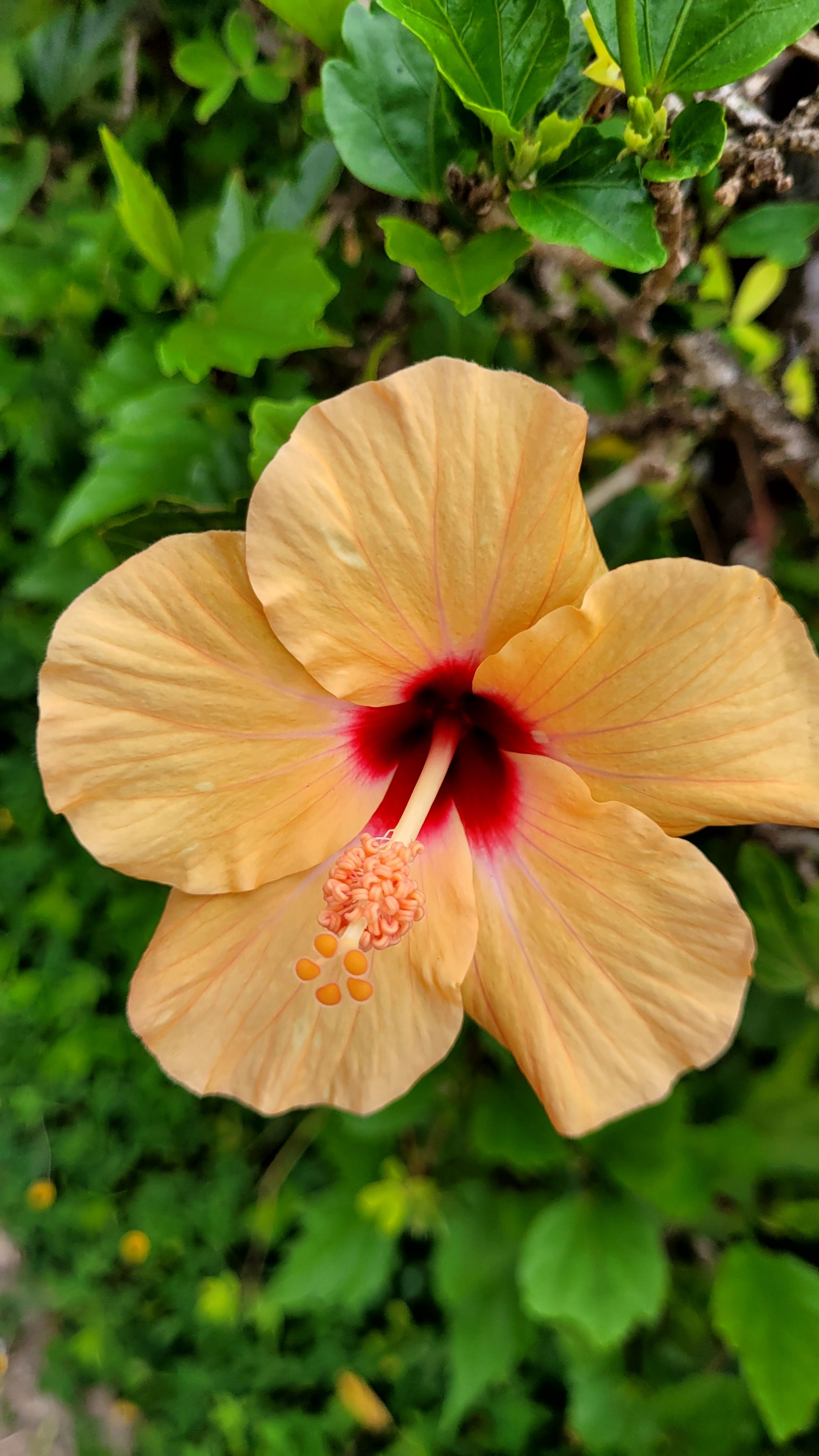Close-up of a Vibrant Hibiscus Flower in Garden · Free Stock Photo
