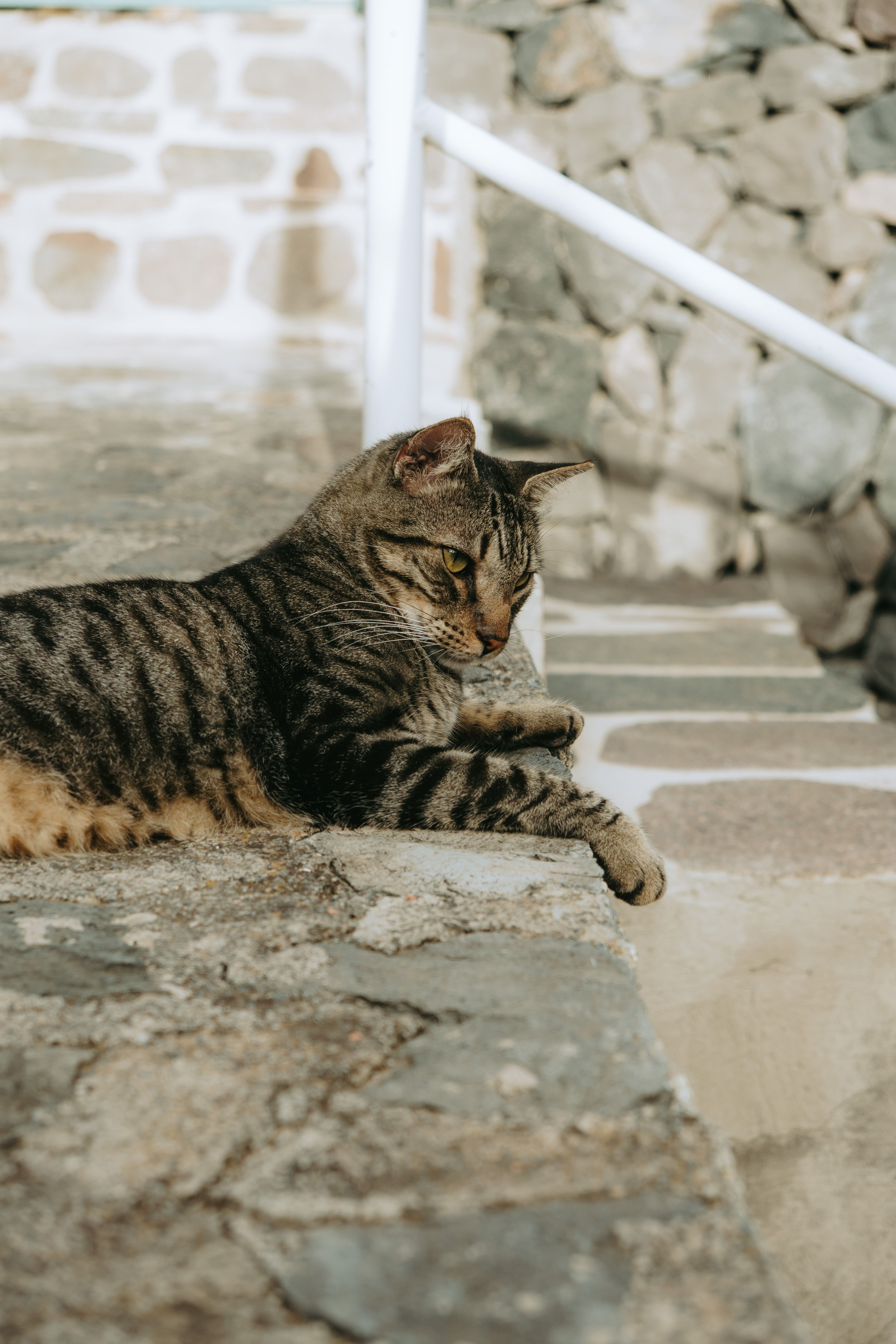 A calm tabby cat rests on a sunlit stone terrace in Lomo del Balo, Spain.