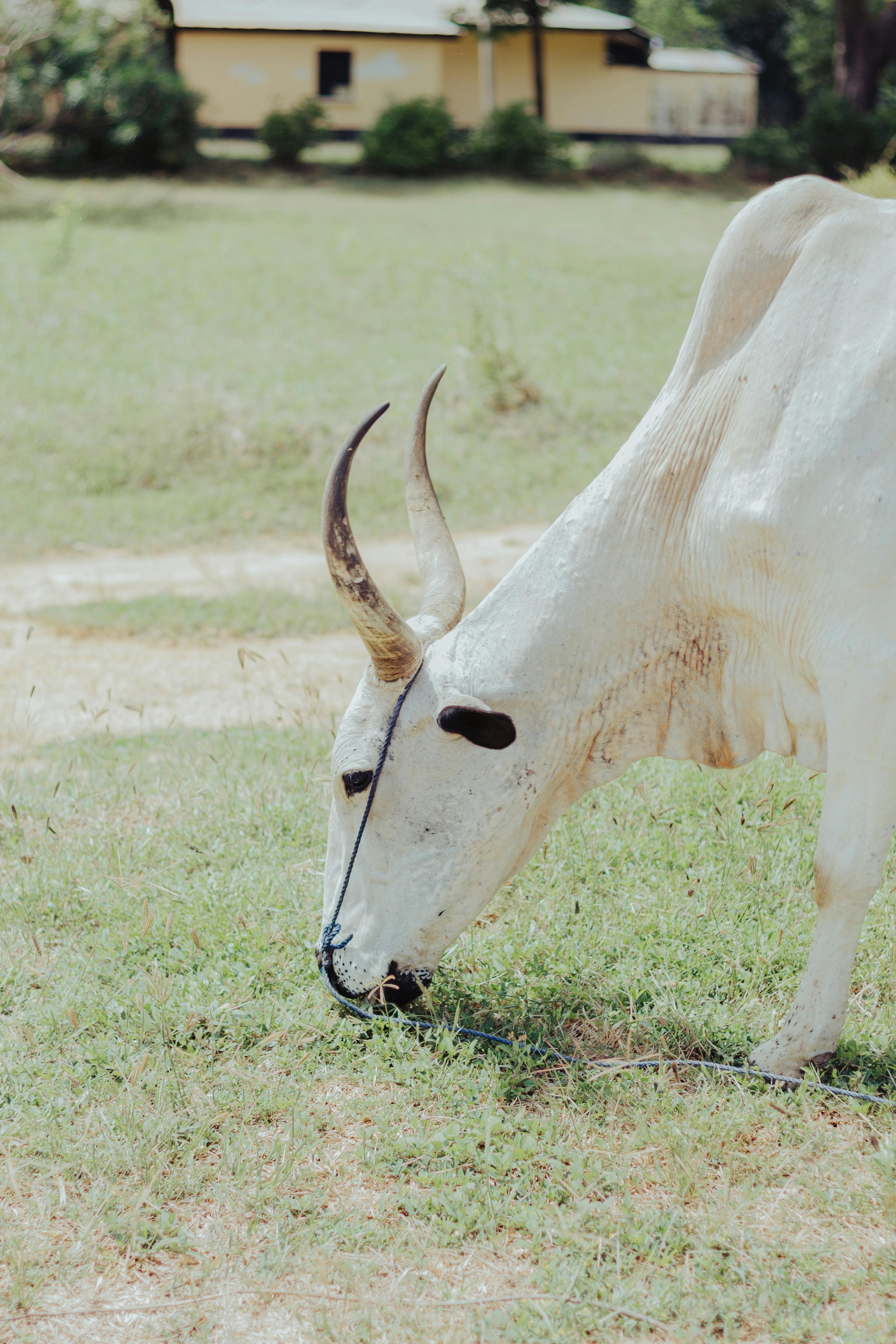 Gratuit Une vache zébu blanche aux longues cornes broute doucement l'herbe dans un pâturage ensoleillé. Photos