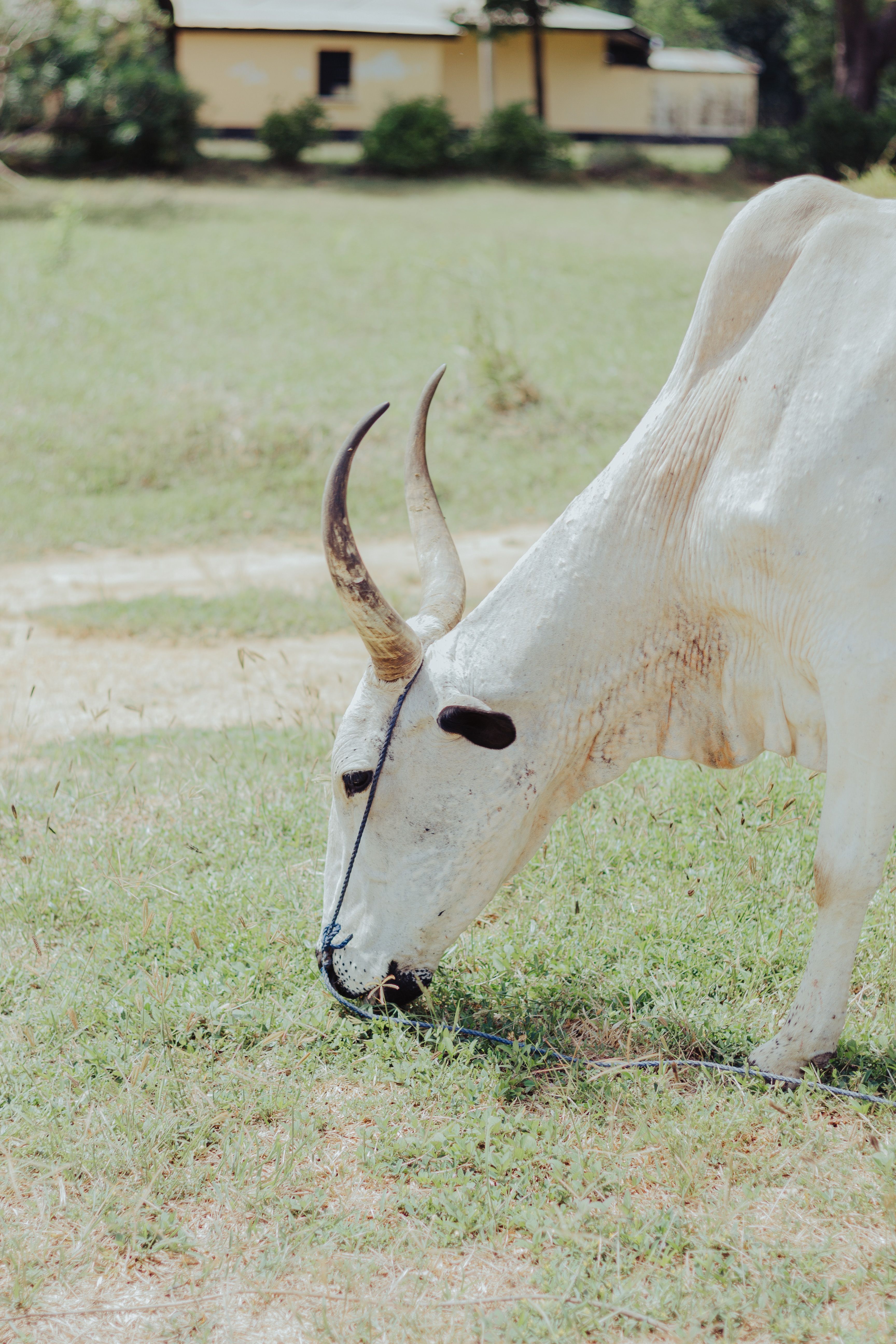 Zebu Cow Grazing in Sunlit Pasture · Free Stock Photo