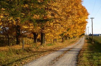 A gravel country lane lined with gold autumn maples &mdash; Michael Hamments on Pexels