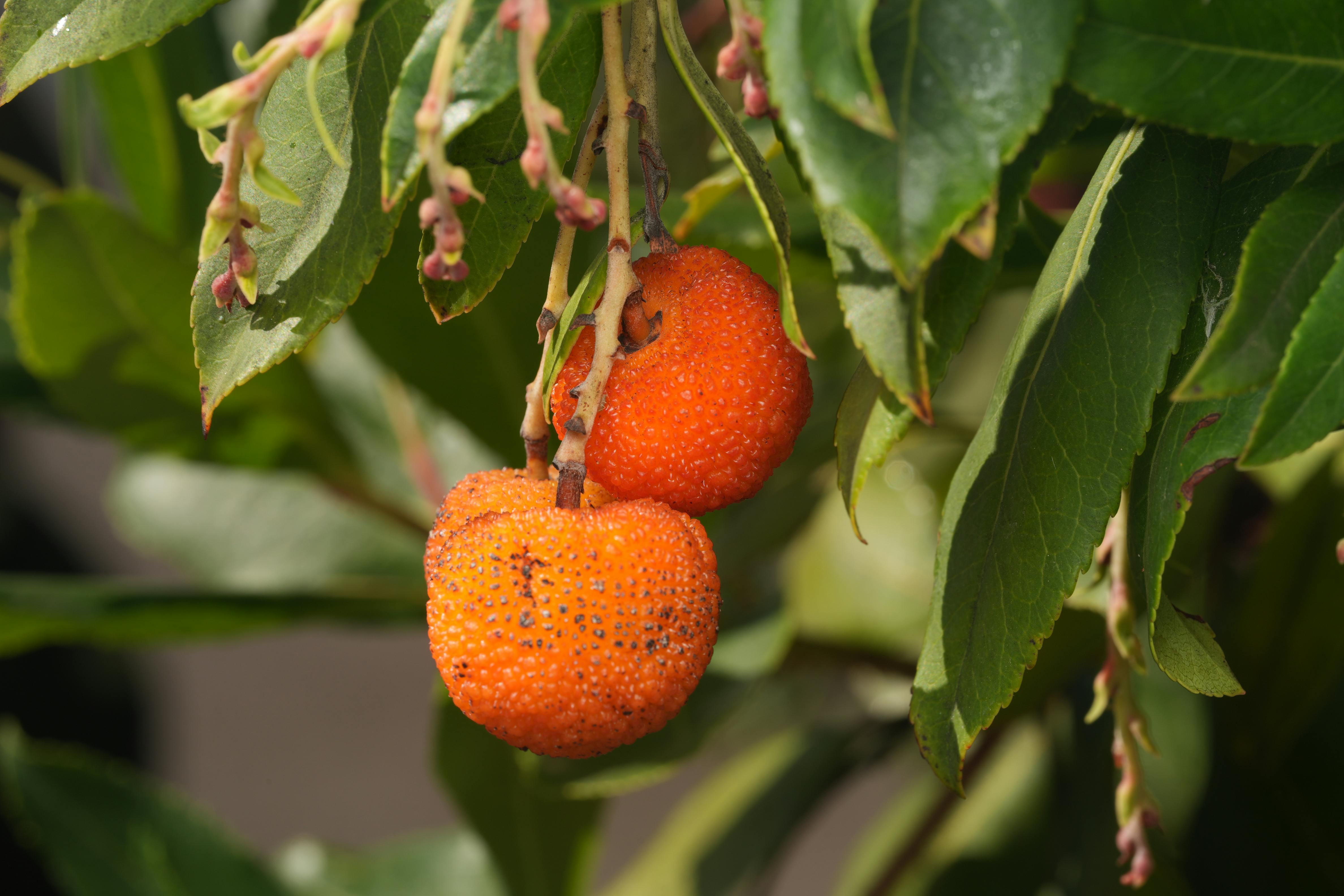 Cum recunoști bolile de toamnă la pomii fructiferi