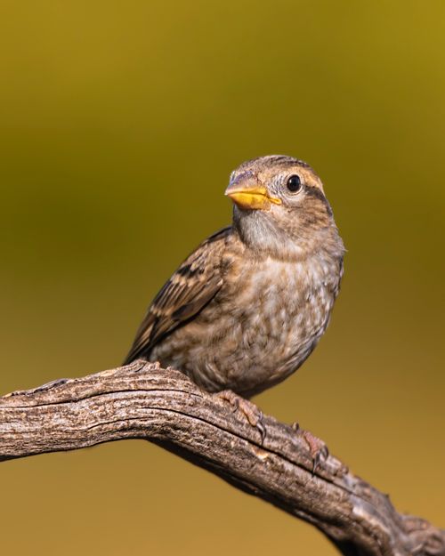 Free Detailed shot of a sparrow perched on a branch against a blurred background. Stock Photo
